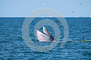 Buda Whale