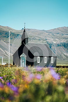 Budakirkja is the famous black church with flower blooming in summer at Iceland
