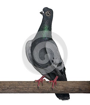 Budapest Highflier pigeon perched on stick