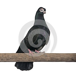 Budapest Highflier pigeon perched on stick