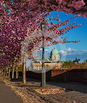 Budapest, Hungary - Beautiful blooming pink japanese cherry trees at Arpad Toth promenade Toth Arpad setany in Castle District
