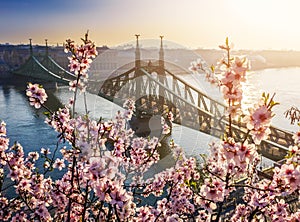 Budapest, Hungary - Beautiful Cherry Blossom close-up and Liberty Bridge on a sunny morning