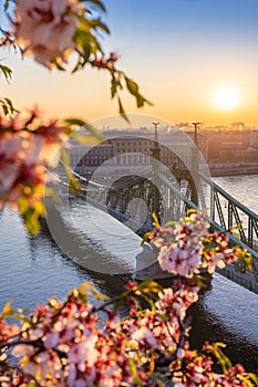 Budapest, Hungary - Beautiful and empty Liberty Bridge over River Danube at sunrise with cherry blossom