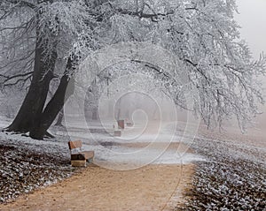 Budapest, Hungary - Beautiful foggy winter scene at Normafa with bench, snowy trees and footpath on the top of Svabhegy