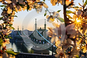 Budapest, Hungary - Beautiful Liberty Bridge at sunrise with cherry blossom around