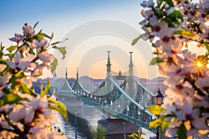 Budapest, Hungary - Beautiful Liberty Bridge at sunrise with cherry blossom and morning sun