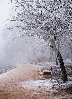 Budapest, Hungary - Beautiful snowy tree and foggy winter scene at Normafa with bench and footpath on the top of Svabhegy