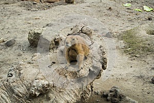 BUDAPEST, HUNGARY - JULY 26, 2016: Prairie dogs at Budapest Zoo and Botanical Garden