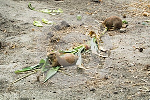 BUDAPEST, HUNGARY - JULY 26, 2016: Prairie dogs eating plants at Budapest Zoo and Botanical Garden