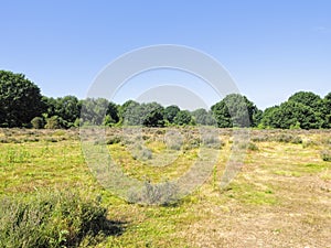 Budby Nature Reserve, Sherwood Forest, Nottingham