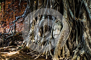 A budda`s head traped in a tree`s roots