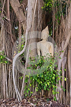 Budda traped in the tree roots