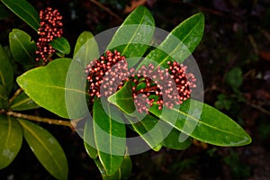 budded inflorescences of a skimmia japonica