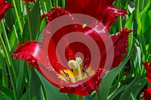 Budded red tulip with fringe