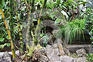 Buddha Belly Bamboo, with swollen or bulging inter-nodes