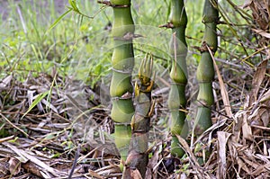 Buddha Belly Bamboo trees (Bambusa ventricosa) in the forest in Gunung Kidul, Yogyakarta, Indonesia