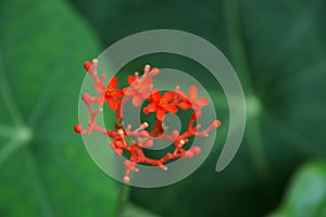 Buddha belly flowers and blur green leaves.