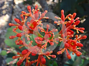 Jatropha flowers photo