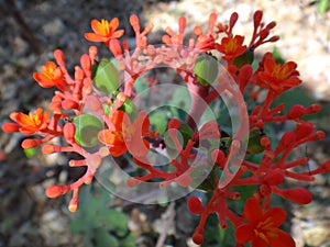 Flowers and explosive dehiscence fruit capsule of jatropha photo