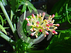 Jatropha flower bud with insect photo