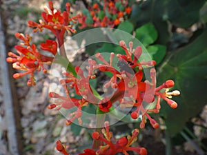 Jatropha flowers with insect photo