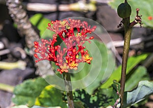 Buddha Belly Plant, jatropha podagra, on the island if Maui in the State of Hawaii.