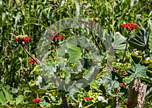 Buddha Belly Plant, jatropha podagra, with a Monarch butterfly on the island if Maui in the State of Hawaii.