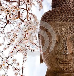 Buddha and cherry blossoms