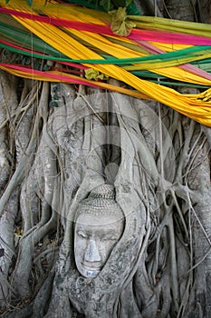 Buddha face in a banyan tree