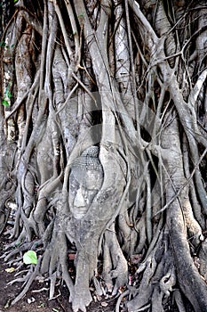 Buddha Face inside the Tree 2