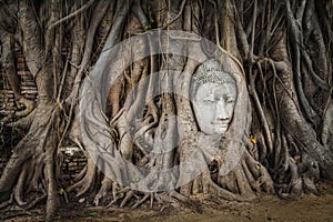 Buddha face statue in the roots, Thailand