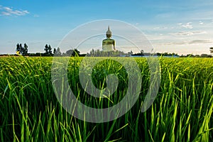 Buddha among the field