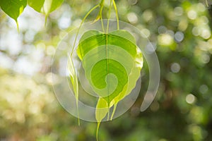 Buddha Green Leaf, Bodhi Tree leaf