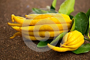 Buddha hand citrus fruit. Yellow Organic fingered citron, Buddha\'s Hand Citrus Fruit with Fingers