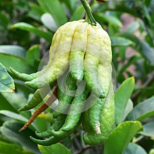 Buddha hand fruit