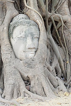 Buddha Head Ayuthaya