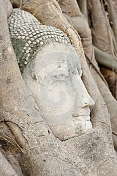 Buddha Head Ayuthaya