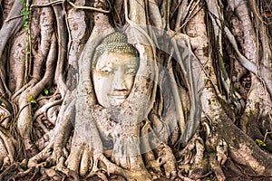 Buddha Head of Ayutthaya