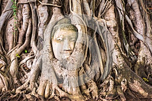 Buddha Head of Ayutthaya photo