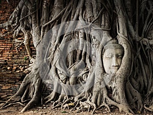 Buddha Head in Banyan Tree Roots at Wat Mahathat Temple in Ayutthaya Historical Park, Thailand