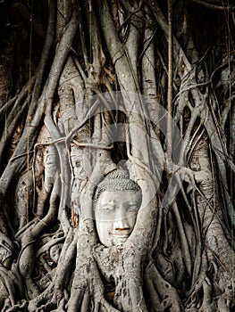 Buddha Head in Banyan Tree Roots at Wat Mahathat Temple in Ayutthaya Historical Park, Thailand