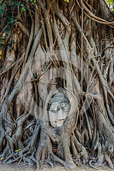 Buddha Head banyan tree Wat Mahathat Ayutthaya bangkok Thailand