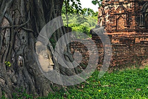 Buddha head embedded in a Banyan tree, ayutthaya, thailand