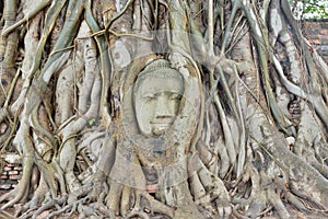 Buddha head embedded in a banyan tree. Wat Mahathat. Ayutthaya. Thailand