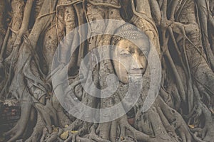 Buddha head embeded in banyan tree