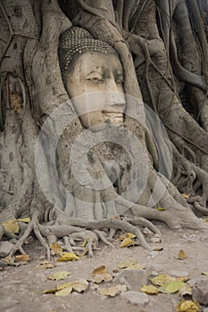 Buddha head embeded in banyan tree