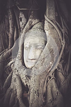 Buddha head encased in tree roots at the temple of Wat Mahatat i