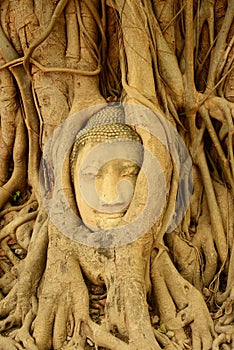 Buddha head encased in tree roots,Thailand