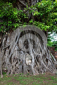 Buddha head entwined with tree roots,Wat Mahathat,Ayutthaya prov
