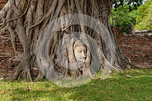The Buddha head and face in the banyan tree`s root in Wat Mahathat or Wat Maha temple in Ayutthaya Province, Bangkok City,